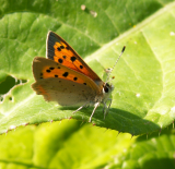 small copper