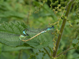 common damselflies mating