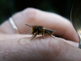 eucera longicornis