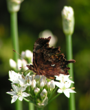 comma butterfly