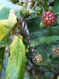 migrant hawker dragonfly