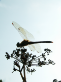 common darter dragonfly