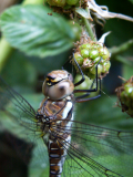 migrant hawker