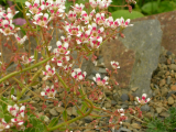Grannies Sedum