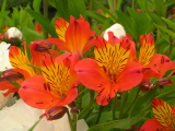 Alstromeria 2