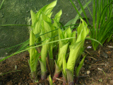 New Hosta Shoots