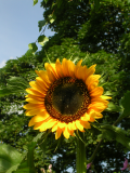 Sunflower1