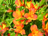 Alstromeria