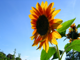 Sunflower2