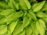 Hosta 2