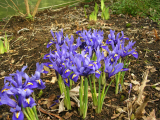 Spring Iris