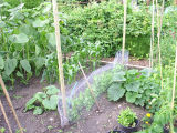Alderman Peas