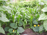Sweetcorn