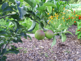 First ever apples