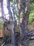 Arson