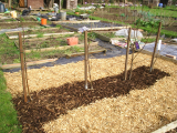 Fruit trees - to be espaliered
