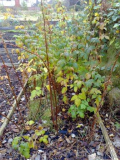 Raspberry bed