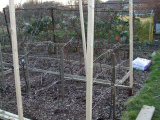 Espaliered apple trees