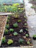 Herb Bed