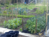 Cauliflowers and Broad Beans