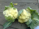 Cauliflowers