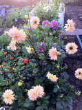 Dahlias...