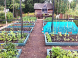 Shed and raised beds