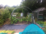 Squash starting to climb....June 2018