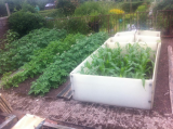 Potatoes and sweetcorn, June 2018