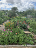 Midsummer 2020 cutting flower beds