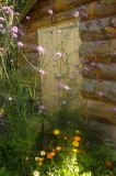 The shed door, flowers and herbs.