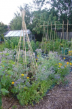 View to greenhouse, July 2007