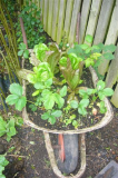 Old wheelbarrow