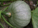 Tokyo Kabocha