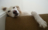 Looking Sleepy!