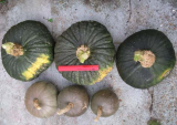 Marina di Chioggia and Tokyo Kabocha