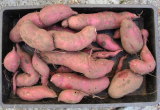 Sweet Potatoes