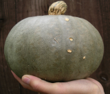 Tokyo Kabocha - harvested!!!