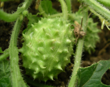 West Indian Gherkin