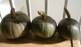 Tokyo Kabocha