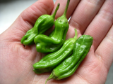 Shishitou pepper