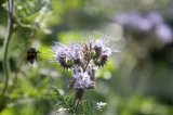 Bees!