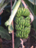 bananas