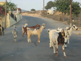 goats