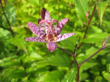 orchid
