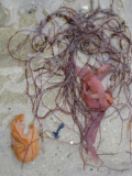 seaweed
