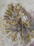 seaweed