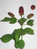 raspberry