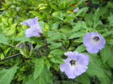 nicandra