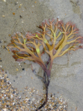 seaweed